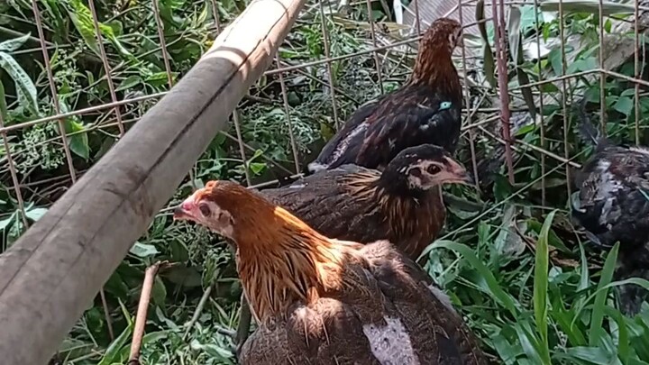 PM CROSS BREED COCKEREL AND PULLET