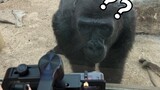 【Animal】Amazing gorilla