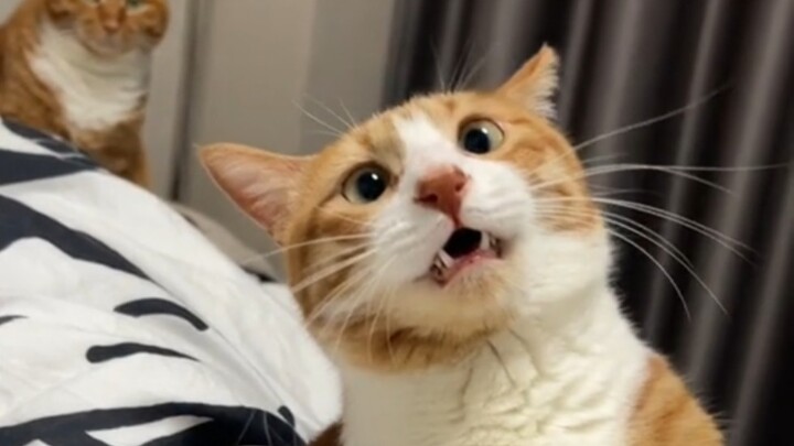 แมวช็อกทั้งปี!