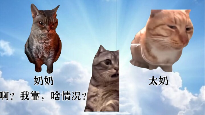 [Cat meme] คุณยายที่ตายไปแล้วของฉันใช้การกระทำของเธอเพื่อหยุดฉันไม่ให้เชื่อโชคลางเกี่ยวกับระบบศักดิน