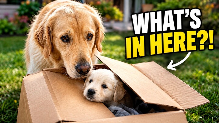 He had NO IDEA what was in the box! 🥹📦