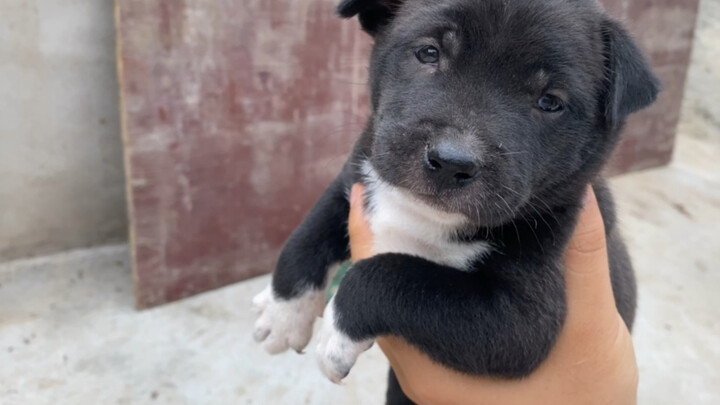 Anak anjing: Apa itu kasih sayang ibu? Bisa dimakan?