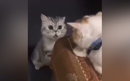 Cat: I’m chewing Big Bubble Gum, but all I can think about is that flower girl!