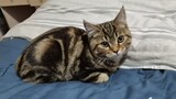 Binatang|Memberikan Kucing Dubbing Menjilat Bulu
