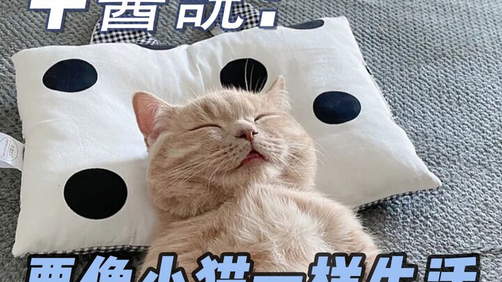 คำแนะนำด้านการดูแลสุขภาพจากมหาบัณฑิตแพทย์แผนจีน! ใช้ชีวิตเหมือนแมว🐱