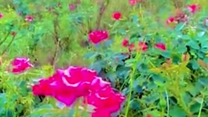 nature video's nature vibes pv