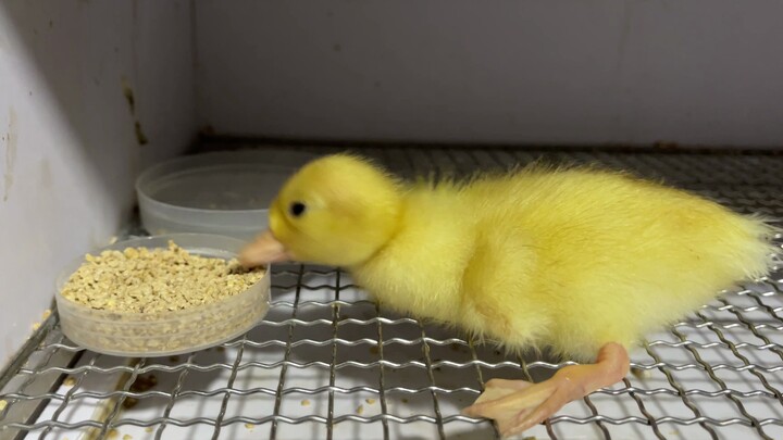 柯尔鸭孵化真不容易，希望它还有救