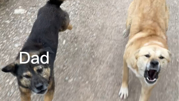 Anak majikan dari desa kali ini akhirnya masuk ke kota, dan punya dendam turun-temurun dengan keluar