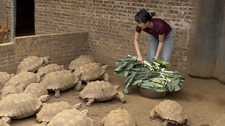Turtle, come over and eat your veggies!