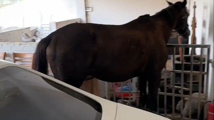 Why do you always hang out in the garage? You’ve scratched up my car’s paint.