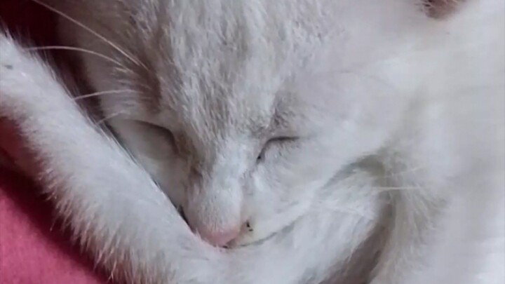 cutie baby
