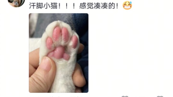 Kaki berkeringat suami: Minggir! Kaki berkeringat si kucing: Ini namanya buah salak berair 🐱