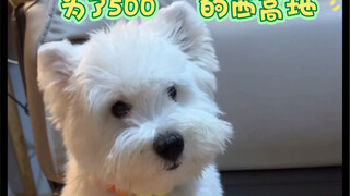 เพื่อวีซ่าสก็อตแลนด์ 500 หยวน ยอมเสีย 3,000 ให้แม่ฉันมา