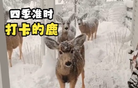 A Tiny Courtyard Transformed into a Must-Visit Check-In Spot for Deer
