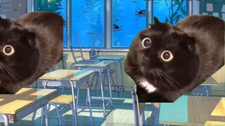 【Cat Meme】Tentang saya mengetuk Volkswagen Tianlei CP