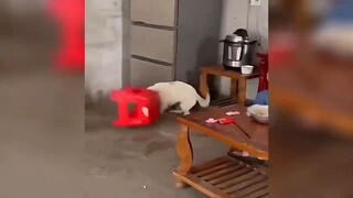 หัวสุนัขติดอยู่ในอุจจาระ