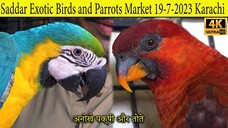 Saddar Exotic Birds and Parrots Market 19-7-2023 Karachi _ Rare and unique Birds