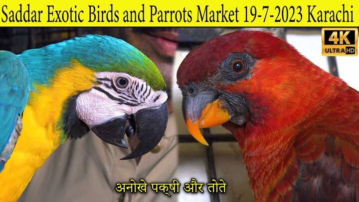 Saddar Exotic Birds and Parrots Market 19-7-2023 Karachi _ Rare and unique Birds