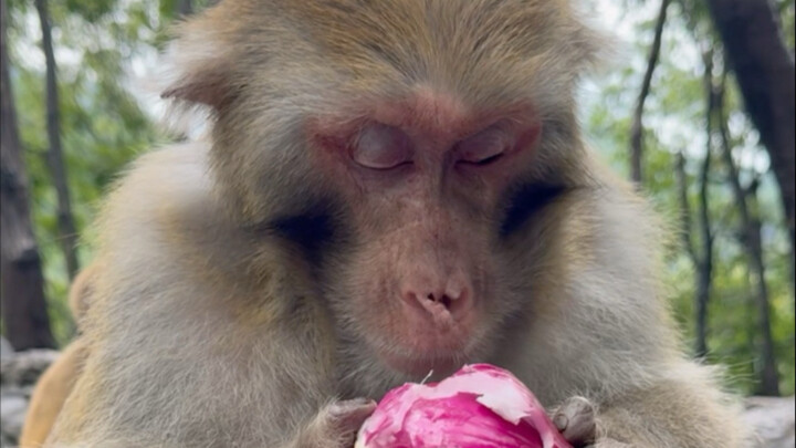 Monkey King eats a “purple apple” and ends up bawling his eyes out.