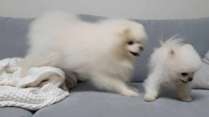 A mischievous dog that doesn’t even dare to breathe when it upsets its sister