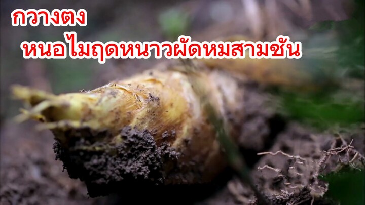 กวางตุ้ง หน่อไม้ฤดูหนาวผัดหมูสามชั้น