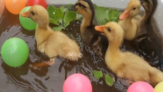 Ducks - Chú vịt con chíp chíp đi chơi bóng