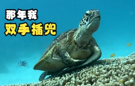 A Sea Turtle's Leisure Time
