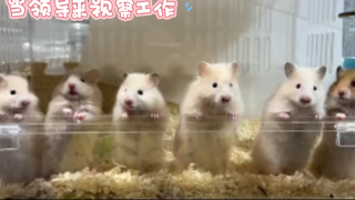 鼠     假     工