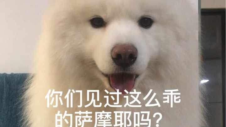 This Samoyed is so well-behaved! A healing, smiling angel.