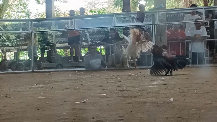 one day 4wins 2nd fight 🐓