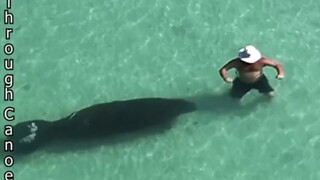 海牛悄悄靠近人类 男子浑然不知！