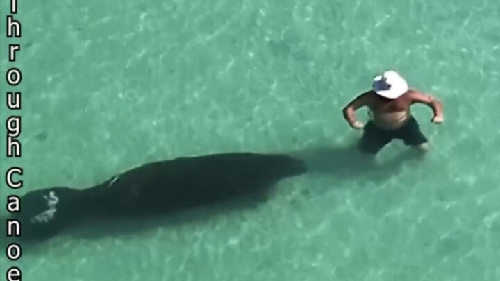 海牛悄悄靠近人类 男子浑然不知！