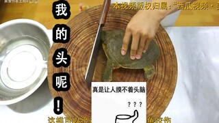 【倒放】抢救断头甲鱼！美食作家王刚的青椒爆甲鱼