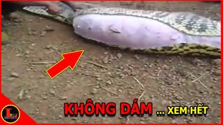 💥Không Một Ai Dám Chứng Kiến Cảnh Tượng RÙNG RỢN Khi Mổ Bụng Con Trăn Khổng Lồ Này