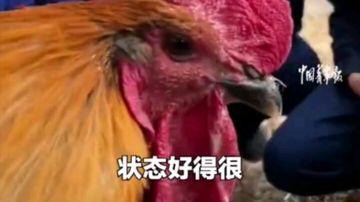 🐔: ما عندي أي أعراض لارتفاع المرتفعات، لكن مشكلة الضغط العالي موجودة بس — درجة الغليان ما بتصل حتى 1