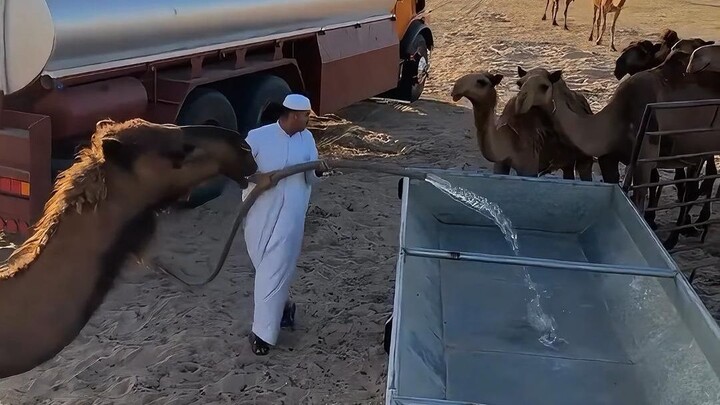 How much water can a camel drink at once?
