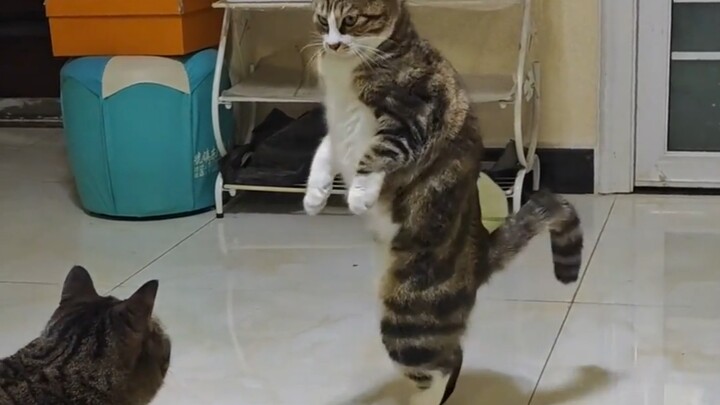 Tự mình diễn nửa ngày, thế mà bị người ta dùng một chưởng đẩy ngã luôn
