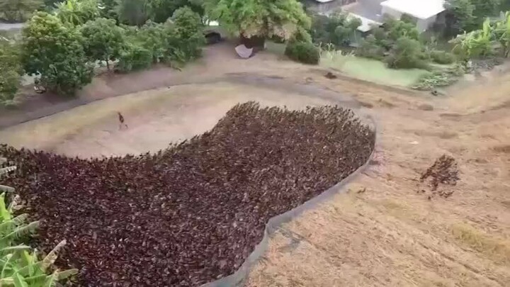 After harvesting the rice, farmers released about 10,000 ducks into the fields to eliminate pests.