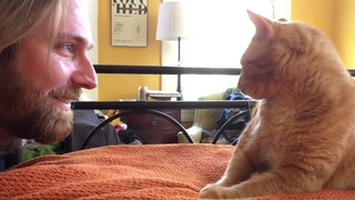 The cat has a vengeful owner.