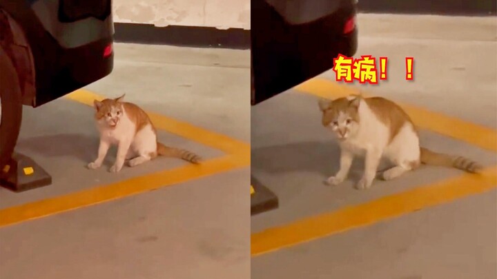 女子一直学猫叫，猫咪叫声逐渐失控：死夹子你再给我学一下！