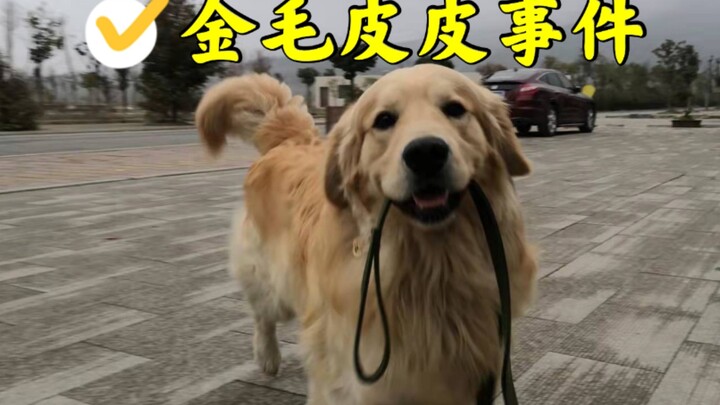 活久见！害死别人宠物犬还说狗主人报警是毁他名声，真是颠覆三观