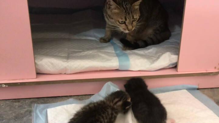 The cat mom’s feeling lazy and won’t carry her kitten back to the nest, meowing as she waits for her