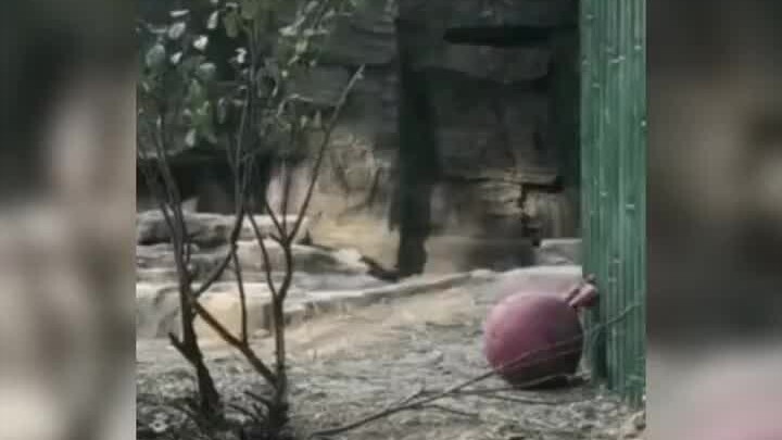 Gen sắc đẹp của Mỹ Lan thật tuyệt, mà con cái của nó cũng thừa hưởng luôn sở thích “làm trò” của mẹ.