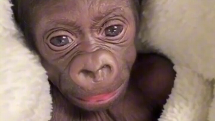 So cute—I want to adopt a monkey 🐵🐵