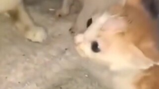 عائلة ماو الأصلية