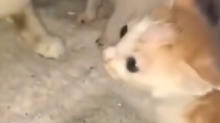 The Cat's Biological Family