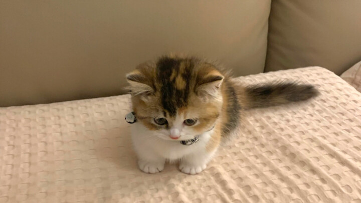 In principle, I don’t let my cat on the bed.