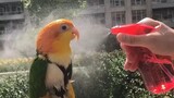 在炎热的夏天 对着小鹦鹉喷水会发生什么呢？