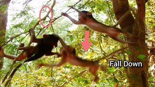 OMG!!, Baby Monkey Fall Down From The Tree, Baby Monkey Brave To Jump Unfortunately Baby Fall Down