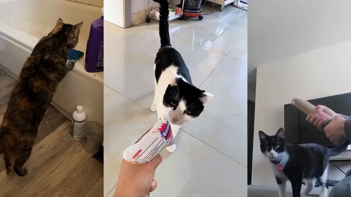 Cat: If it weren’t for my lucky star, I really wouldn’t be able to handle all this!